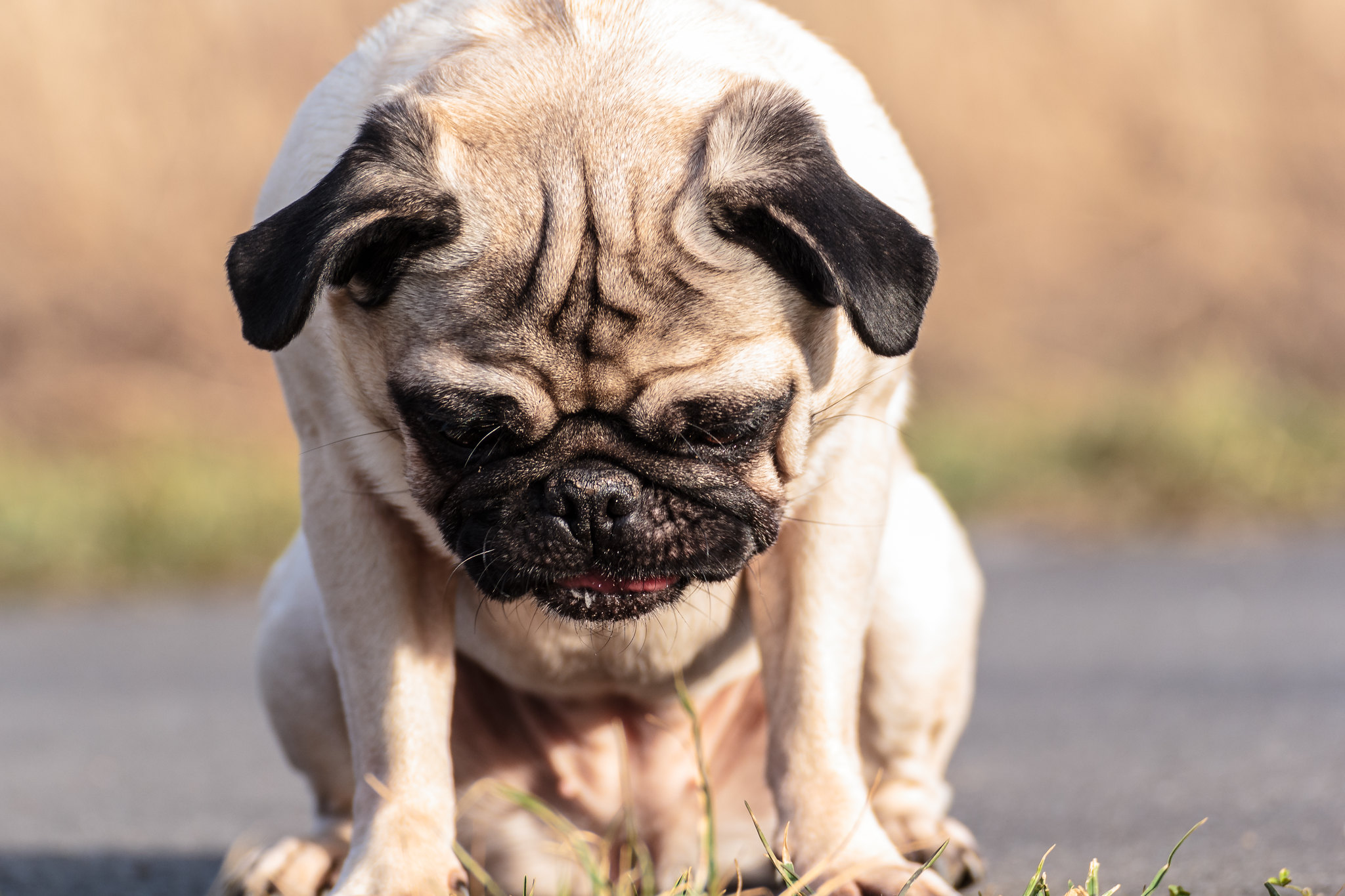Qualzucht im Fokus Der Mops von JoanaCiraci fisch+fleisch